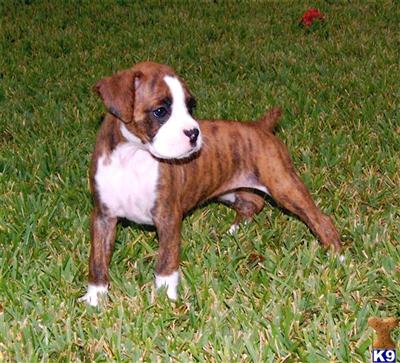 aKC registered boxer puppy champion blood lines